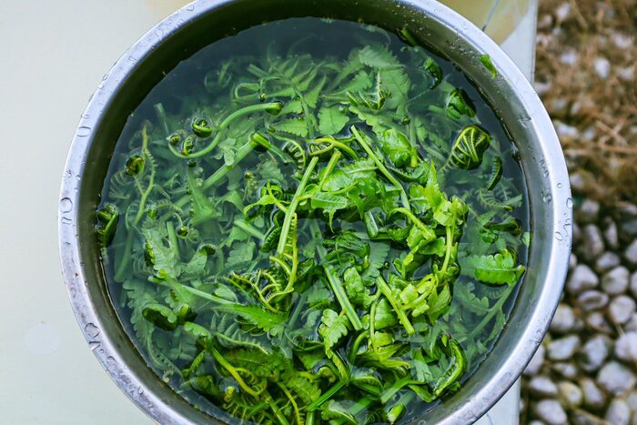 跟著老師採來的山蘇圖片